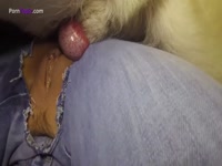 Big dog dick fucking a kinky whore's pussy